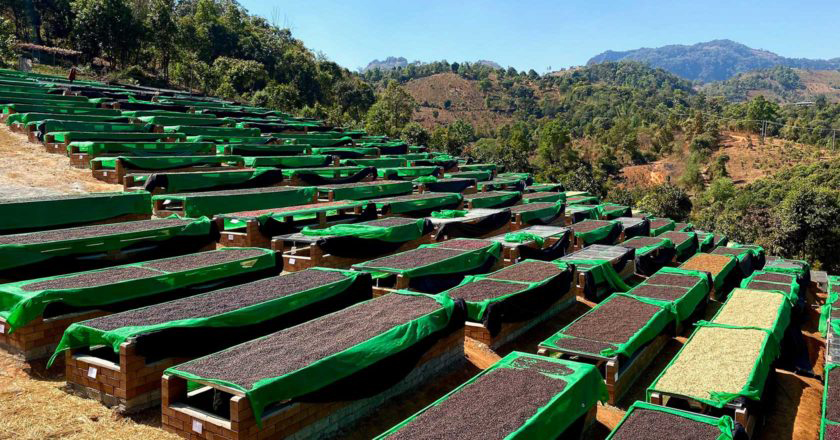 ကော်ဖီစိုက်ပျိုး