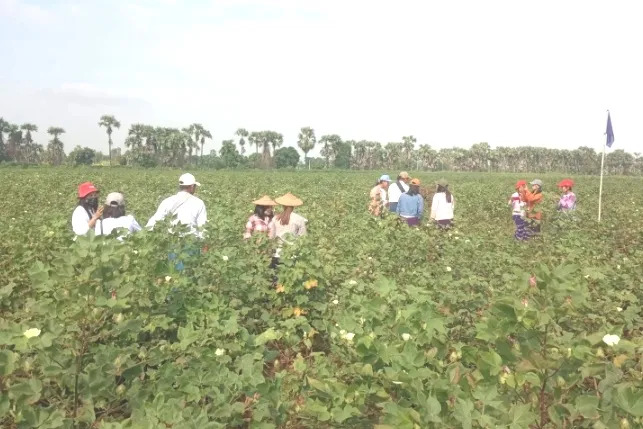 ဝါစိုက်ပျိုး-၁